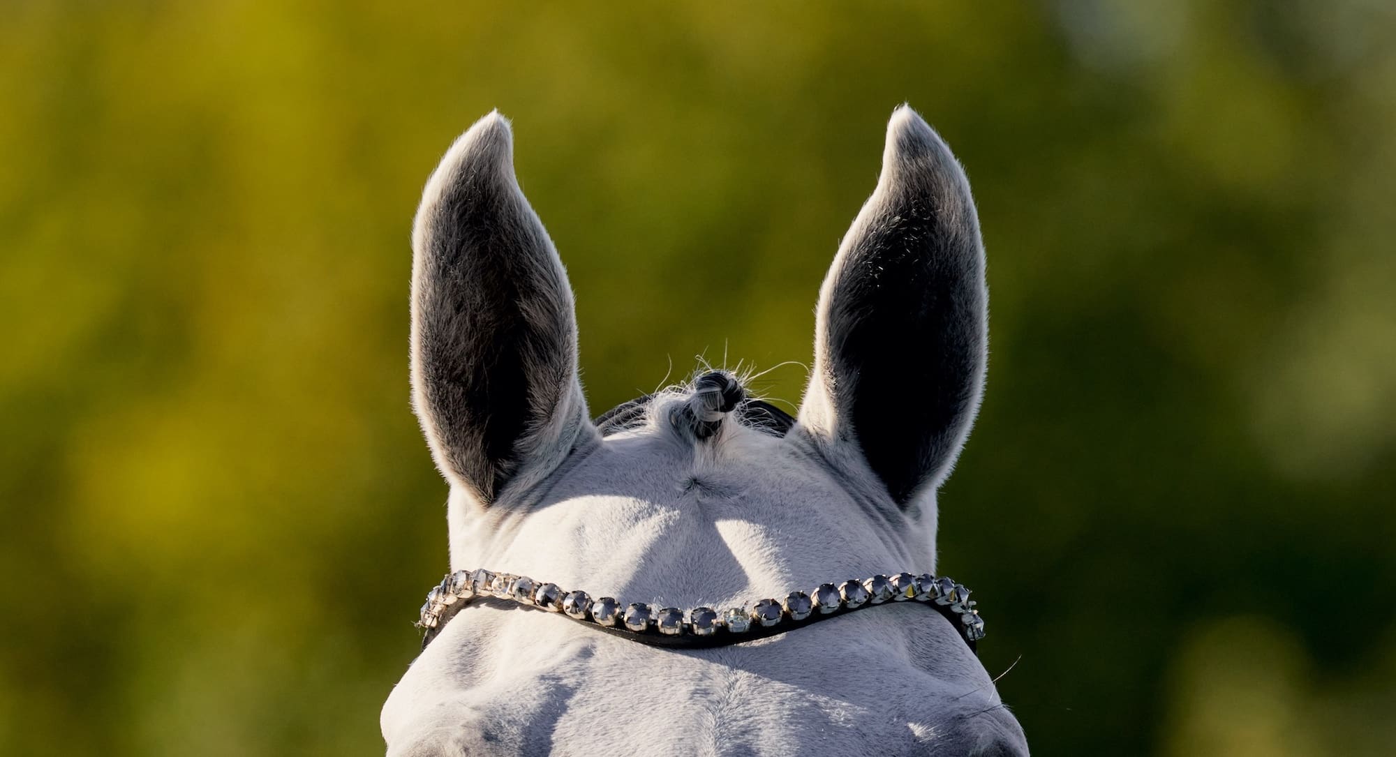 FEI Para Dressage European Championship 2023