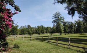 66. Front Pasture