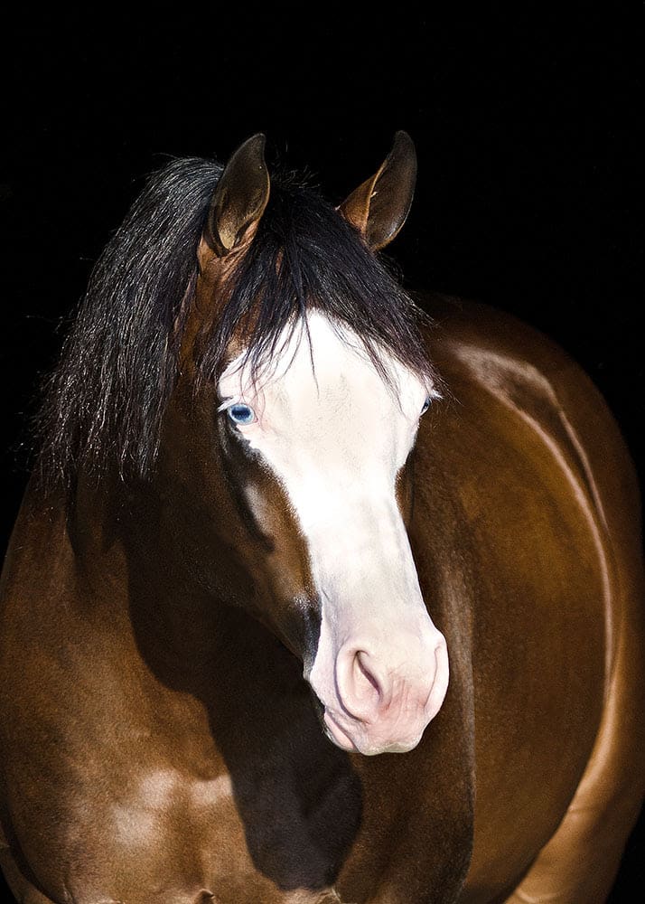 Spooks Gotta Whiz is a 2007 stallion by Spooks Gotta Gun and out of Prettywhizprettydoes. 
