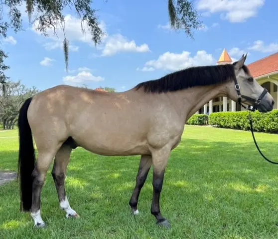 Dewey Conformation HM23 Dec