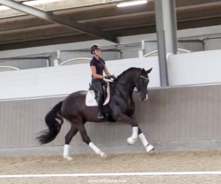 EscaVino HW Canter HM23 Dec 768x641