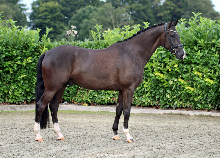 EscaVino HW Conformation HM23 Dec 768x554