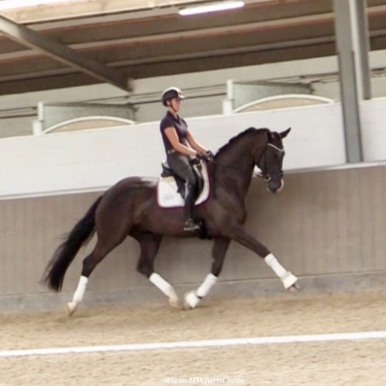 EscaVino HW Main Trot HM23 Dec 768x768