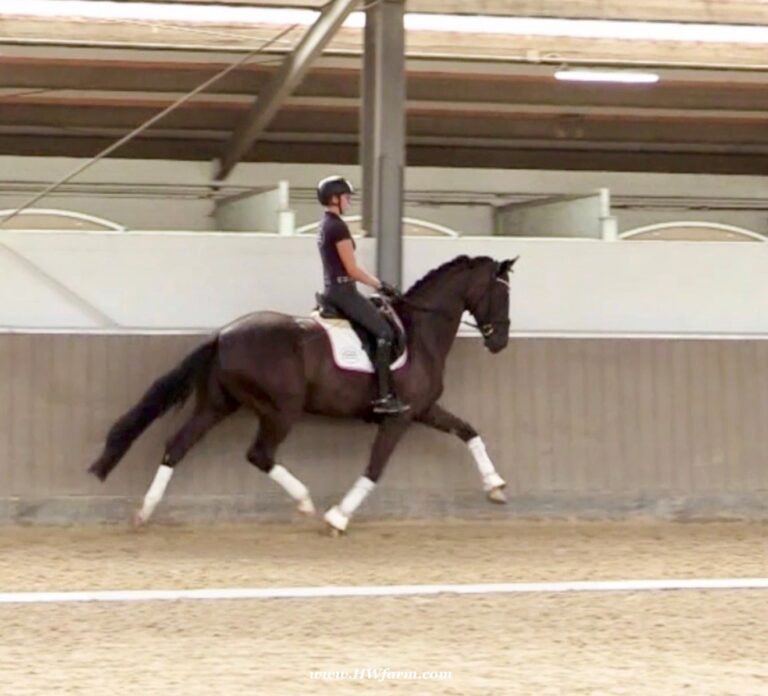 EscaVino HW Trot HM23 Dec 768x696