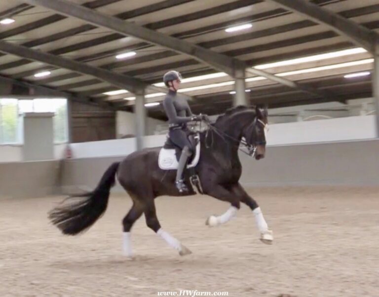 Quintano HW Canter HM23 Dec 768x603