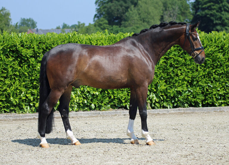 Quintano HW Conformation HM23 Dec2 768x554