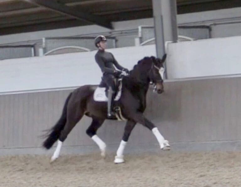 Quintano HW Trot HM23 Dec2 768x595