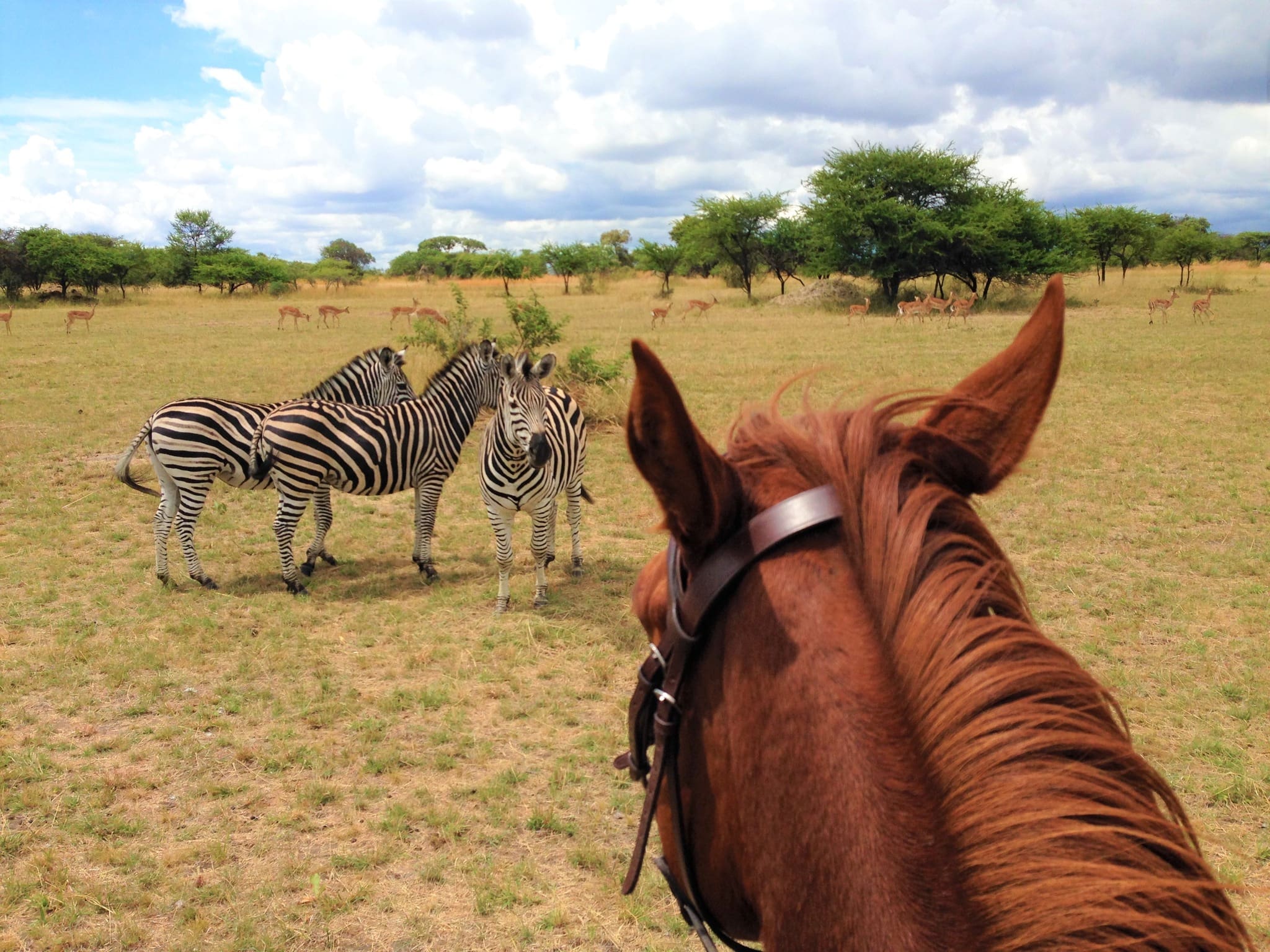 Cover_World Wide Vets_Africa_2