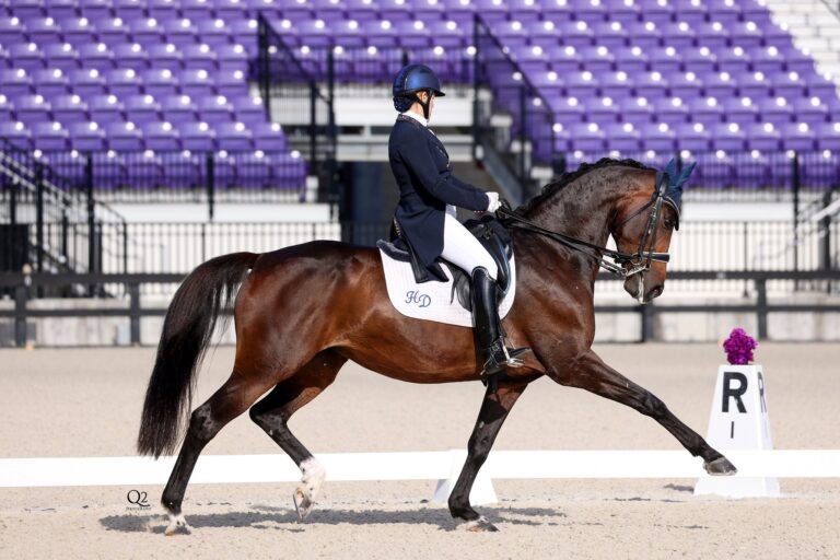 Ibistrona Trot Right Q2 768x512