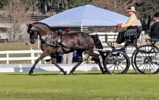Suzy Stafford- Grand Oaks CDE 2024