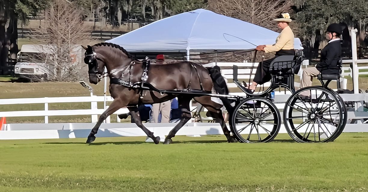 Suzy Stafford- Grand Oaks CDE 2024