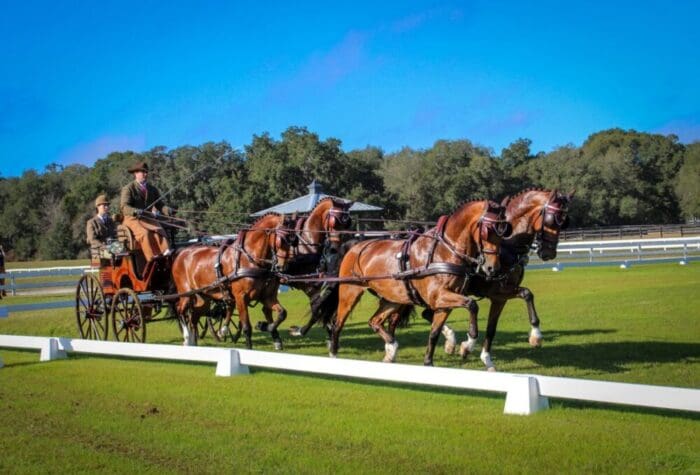 Chester Weber-Grand Oaks 2024 - Best Advanced result 76.4% (37.78)