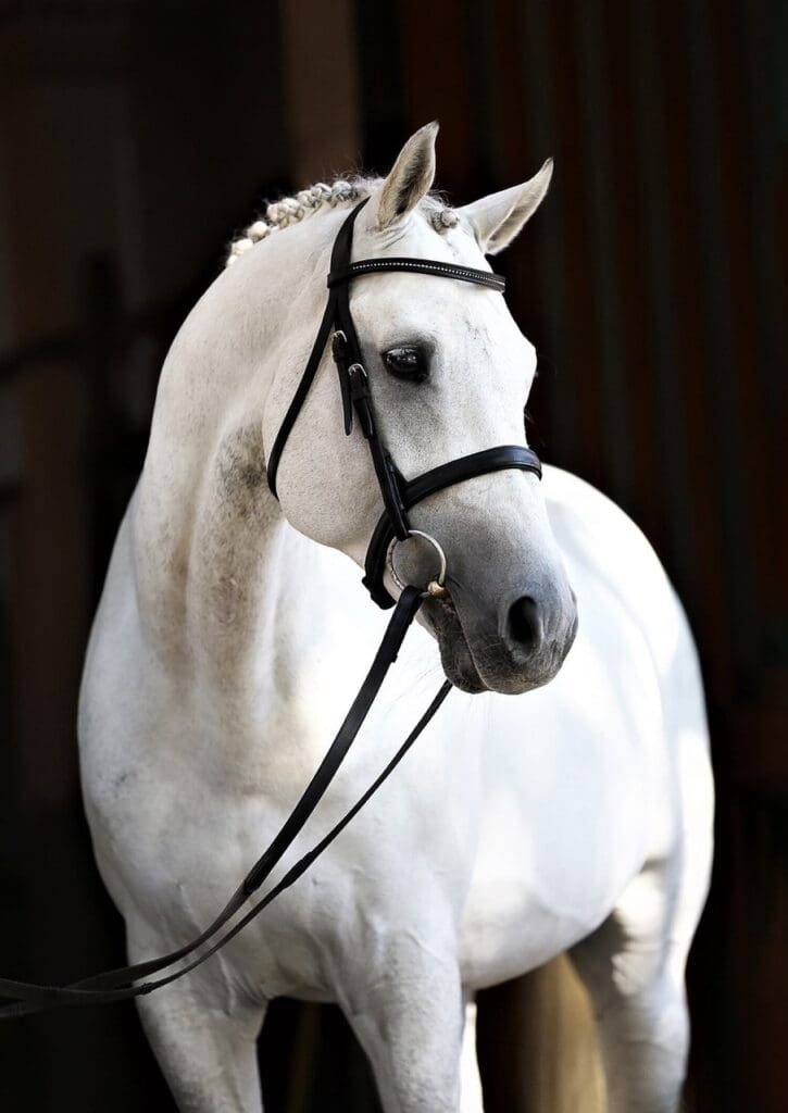 Lot # 25 Clinton's Heart - Avalon Equine