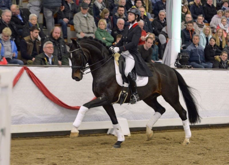 Lot # 78 - Sunday NRW - Flying Change PHP