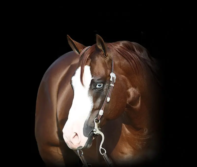 Gunners Special Nite