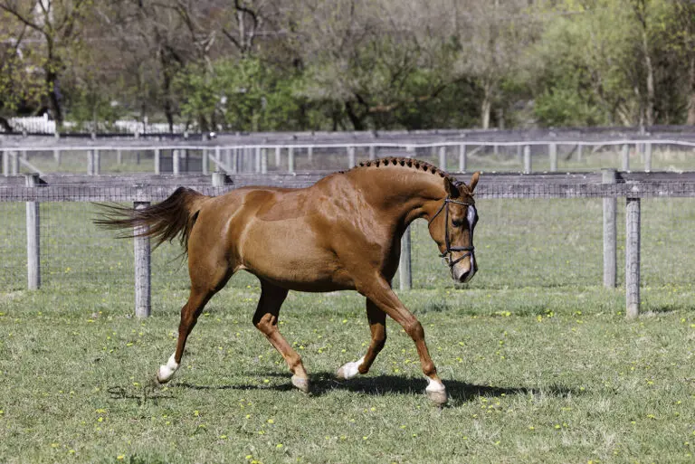 Hendricks Trot 768x513