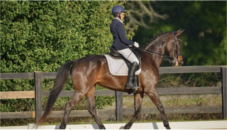 Diamond Trot Show HM 2024 Aug 768x438
