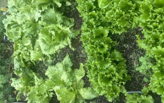 Rich gardens benefiting from hemp hulls as fetilizer