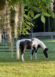 Luna grazing on fertile pasture