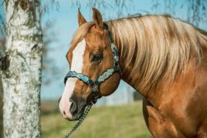 The list of National Reining Horse Association (NRHA) Million Dollar Sires nears 60 as Yellow Jersey adds his name to the roster.