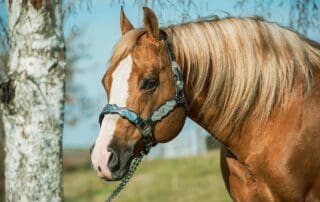 The list of National Reining Horse Association (NRHA) Million Dollar Sires nears 60 as Yellow Jersey adds his name to the roster.