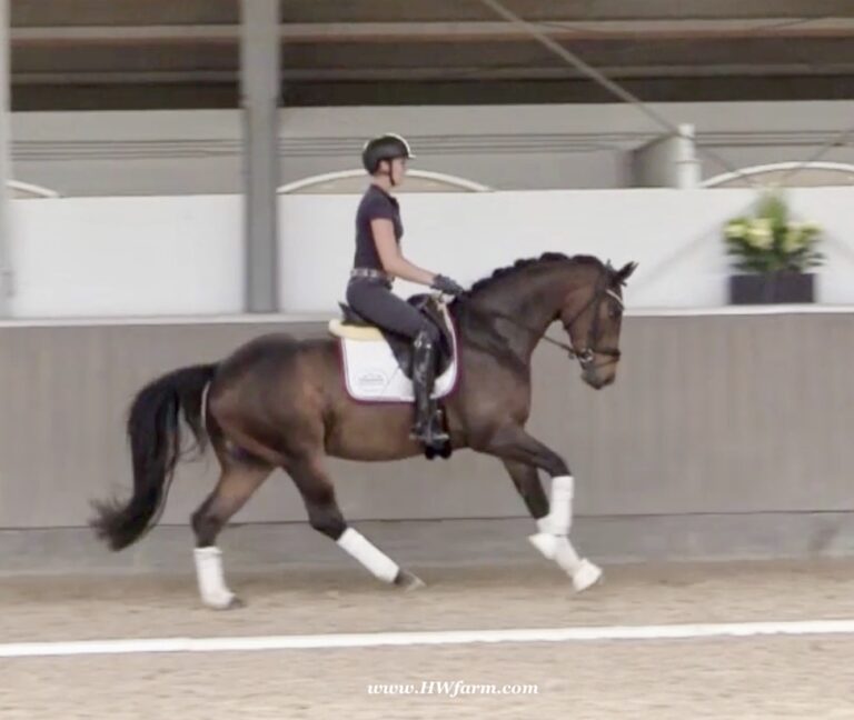 Follower HW canter3 768x648