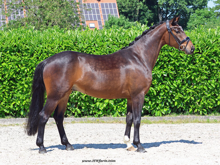 Follower HW stand 768x576