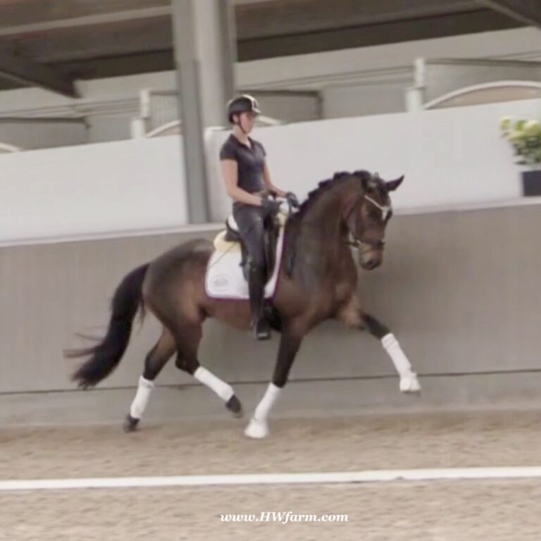 Follower HW trot2 768x768