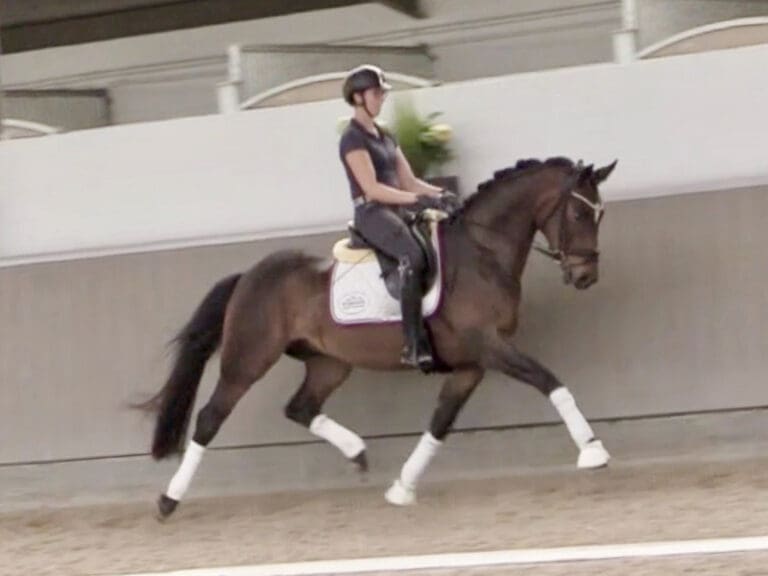 Follower HW trot3 768x576