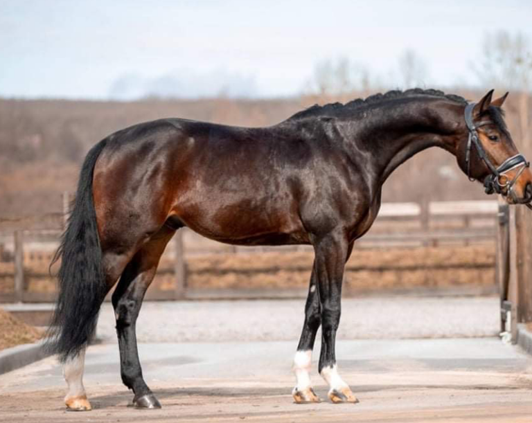 Rolex Conformation HM24 Sept 768x611