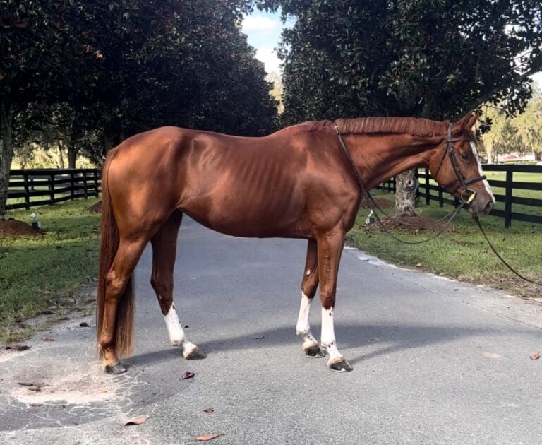 Papillion Conformation HM24 Oct 768x630