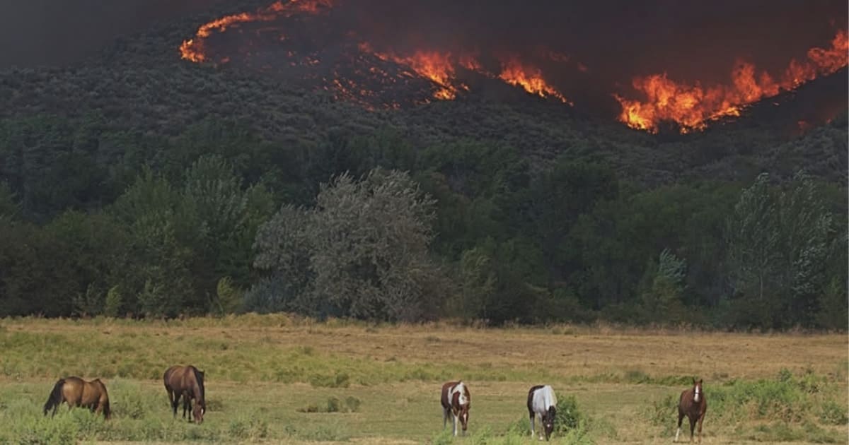 Wildfire