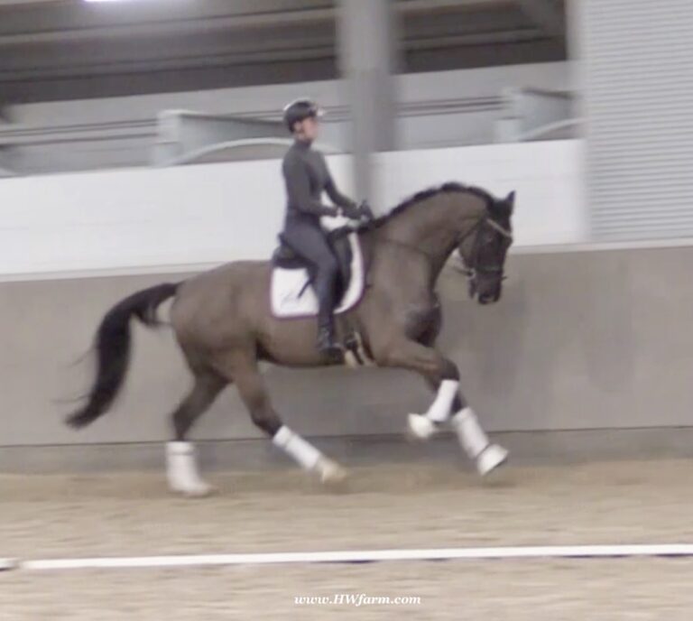 Norton HW canter2 768x688