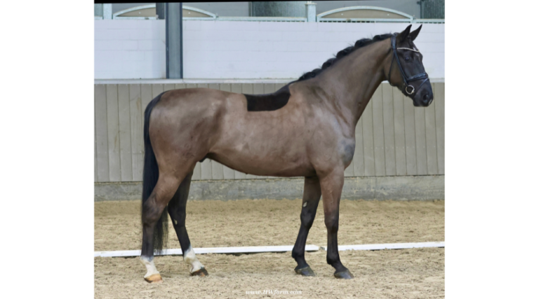 Norton HW edit Conformation 1 768x427