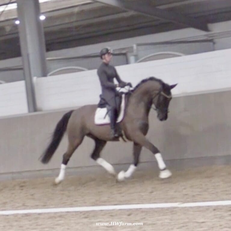 Norton HW trot1 768x768