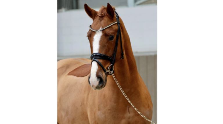 Template Featured Image 1 768x427