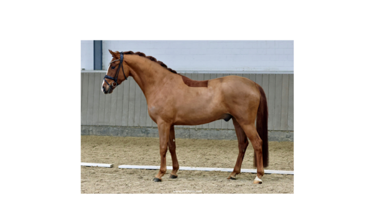 Template Featured Image 768x427