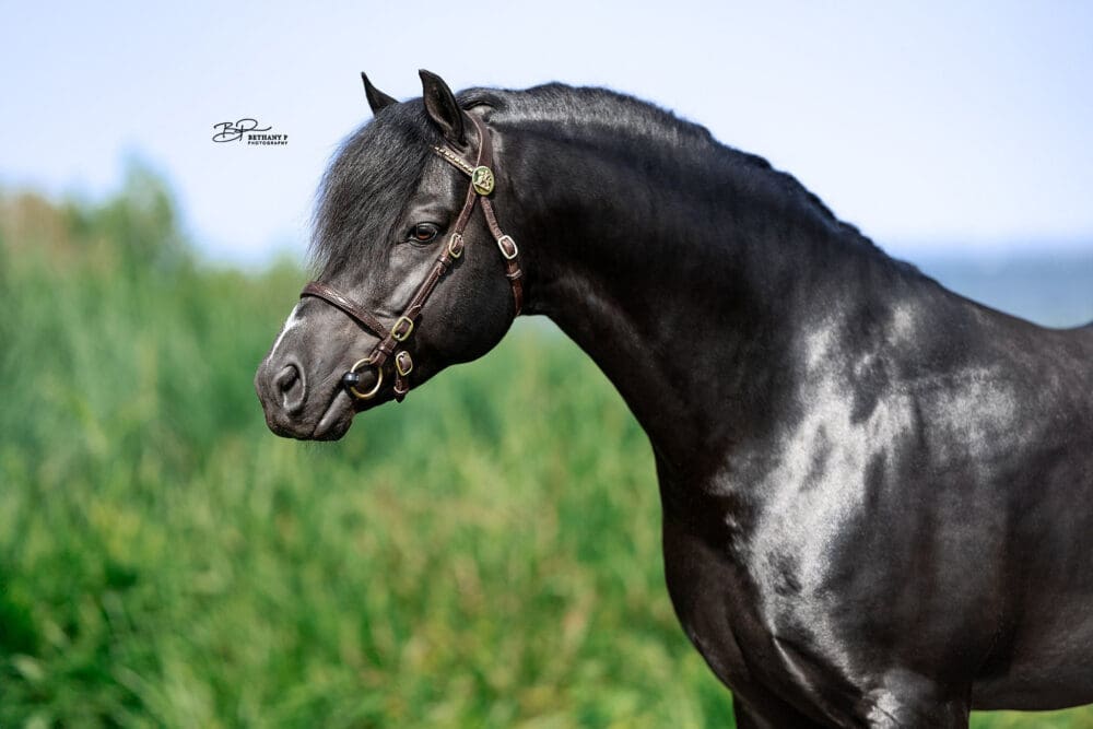 Celton Tarian - Welsh Pony