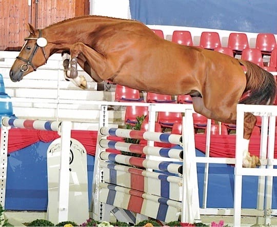 Checkmate - Dreamscape Farm