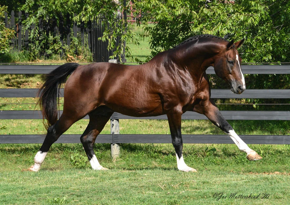 Apiro - Avalon Equine