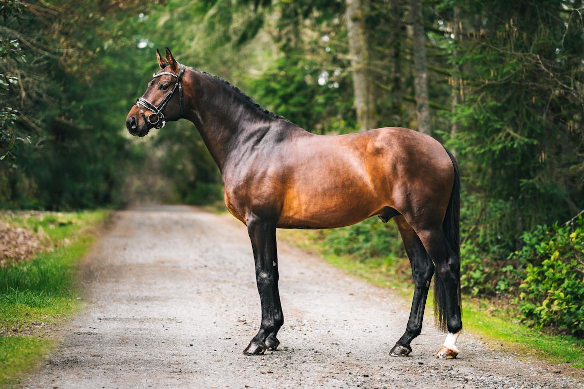 Lot #39 Galaxy Coeur – Equi-Librium Equestrian