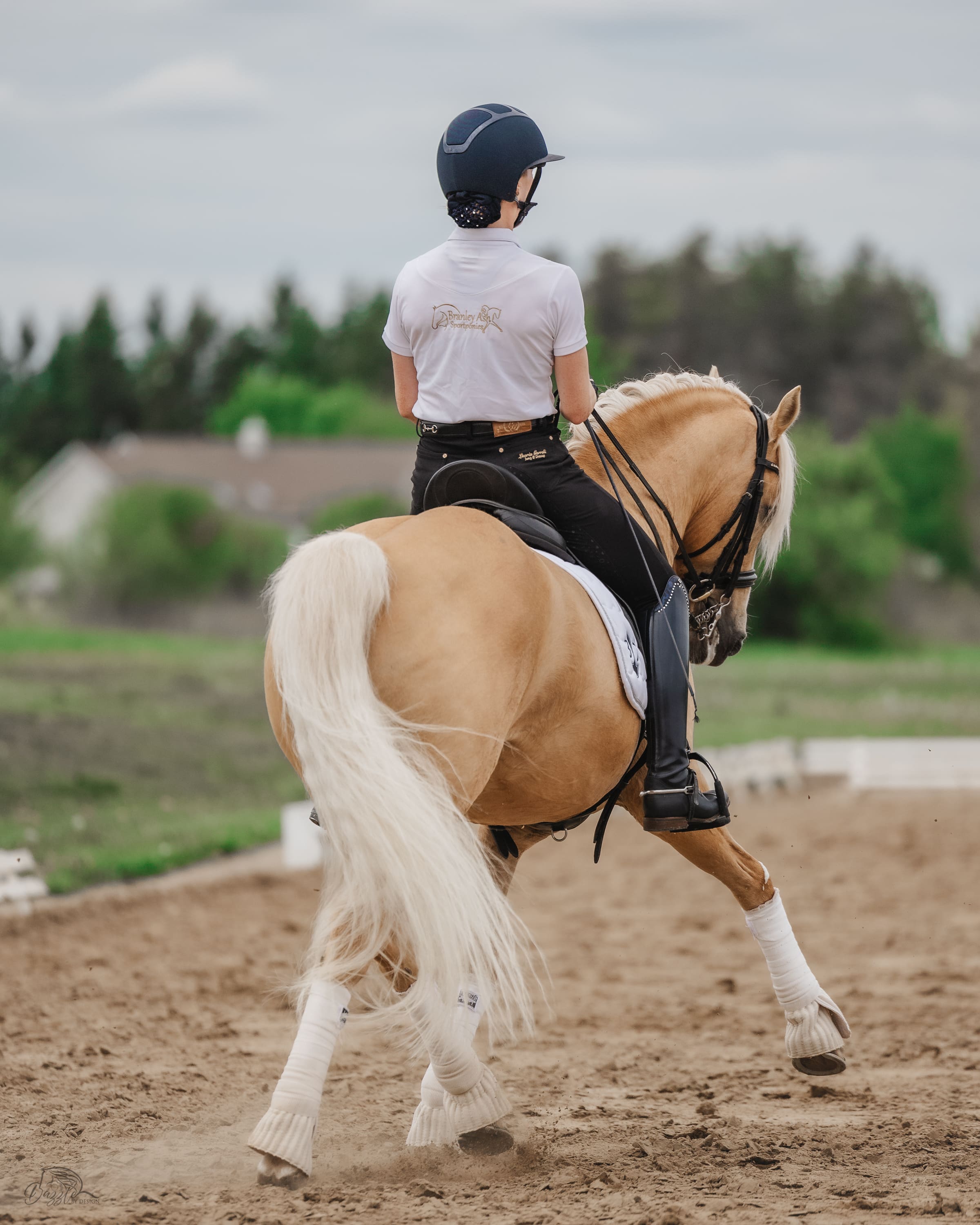 Golden State - Branley Ash Sportponies