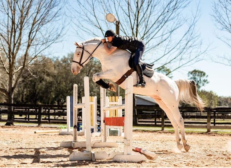 Pax Asgard af Pegasus - Big Vine Ranch