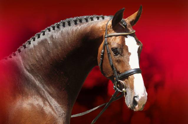 Toronto - Avalon Equine