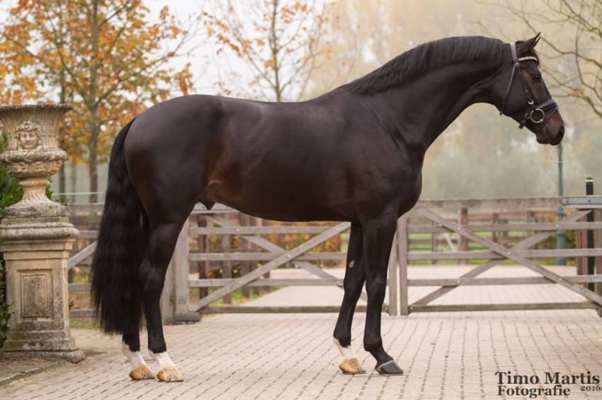 Daily Diamond – Hanoverian stallion