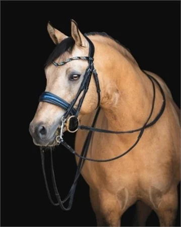 Deja d’Or Westfalen Pony Stallion