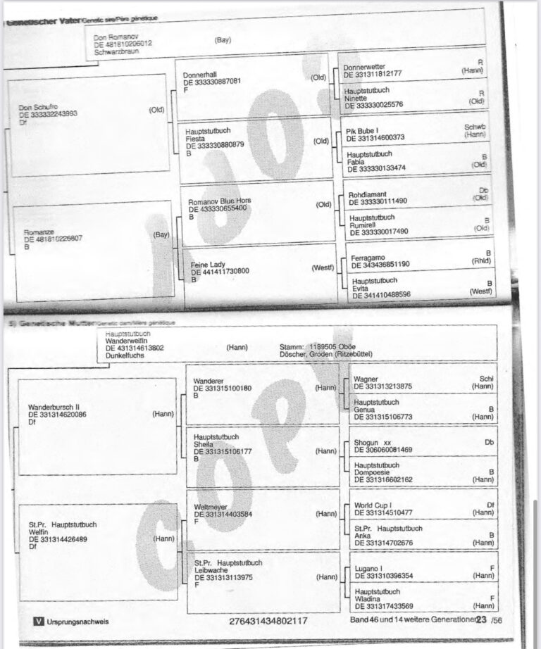 Pedigree for Don Hannes 768x922