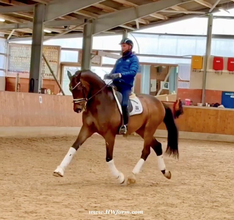 Secret Spice Trot Left 2025 Replacement 768x723