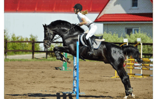 AVMA News