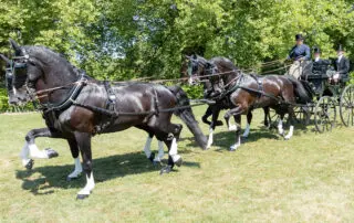 EXELL-AUS-dressage-WINDSOR2025-0664.jpg